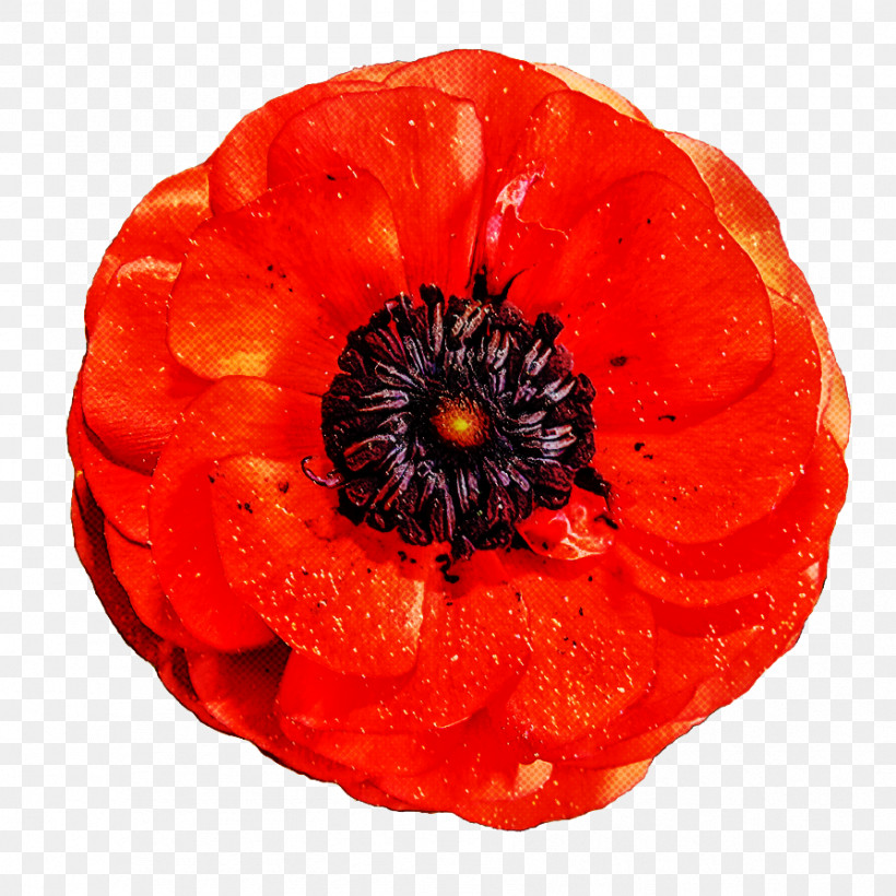 Poppy Australian War Memorial Memorial Coquelicot, PNG, 894x894px, Poppy, Australian War Memorial, Common Poppy, Coquelicot, Flower Download Free