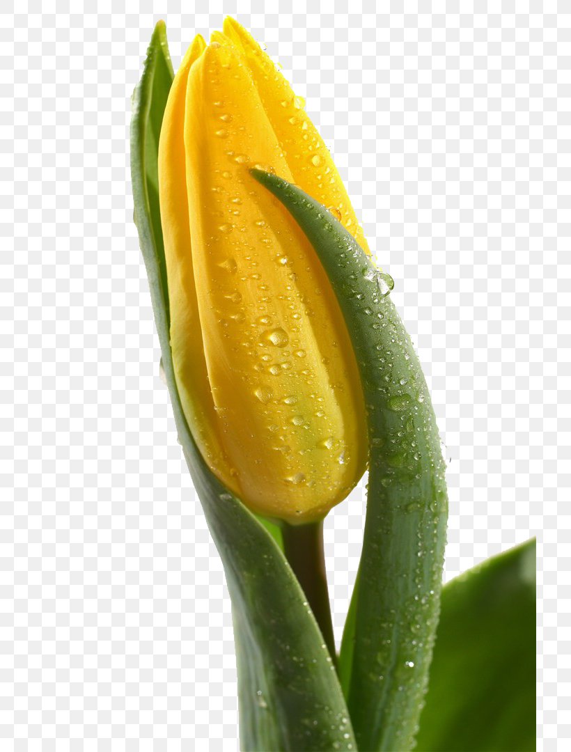 Skagit Valley Tulip Festival Indira Gandhi Memorial Tulip Garden Flower, PNG, 720x1080px, Skagit Valley Tulip Festival, Bud, Daffodil, Display Resolution, Flower Download Free