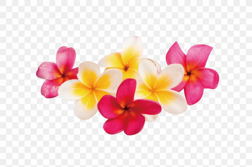 Stock Photography Plumeria Rubra, PNG, 2000x1334px, Stock Photography, Cut Flowers, Depositphotos, Flower, Flowering Plant Download Free