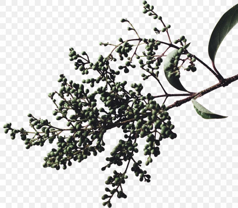 Twig Plant Stem Leaf, PNG, 854x748px, Twig, Branch, Leaf, Plant, Plant Stem Download Free