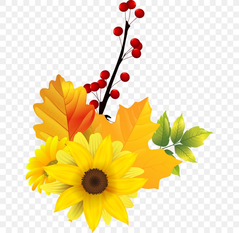Common Sunflower Transvaal Daisy Clip Art, PNG, 643x800px, Common Sunflower, Cartoon, Cut Flowers, Daisy Family, Floral Design Download Free
