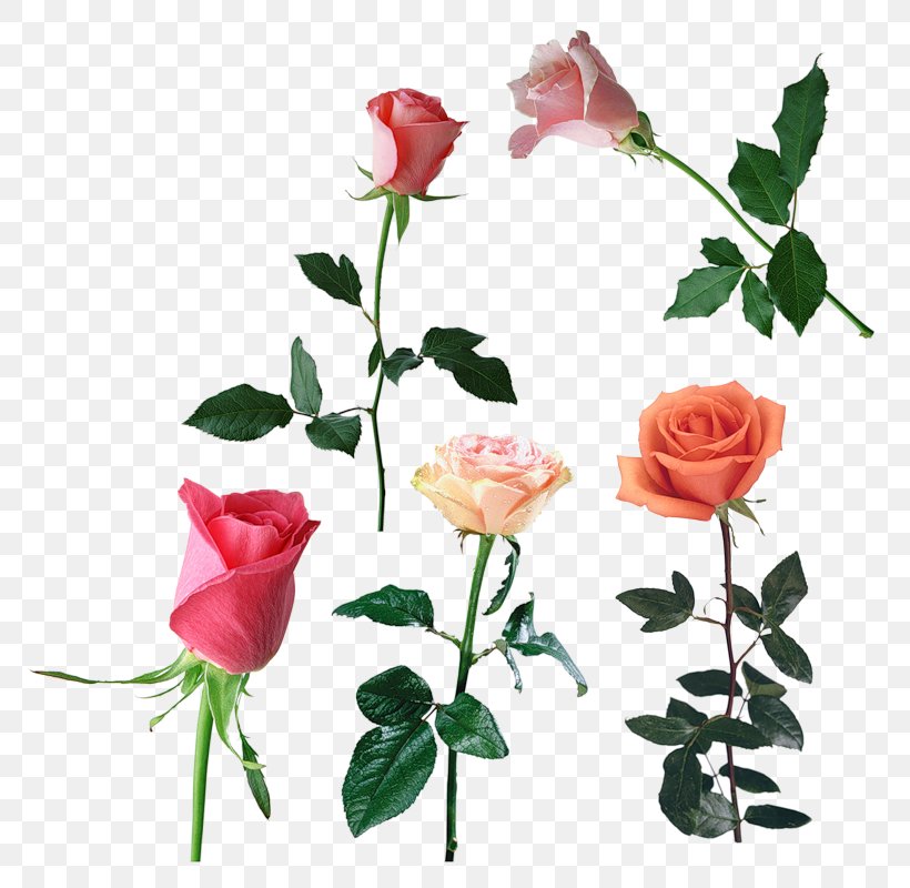Garden Roses Centifolia Roses Flower Floribunda Clip Art, PNG, 800x800px, Garden Roses, Artificial Flower, Branch, Centifolia Roses, Cut Flowers Download Free
