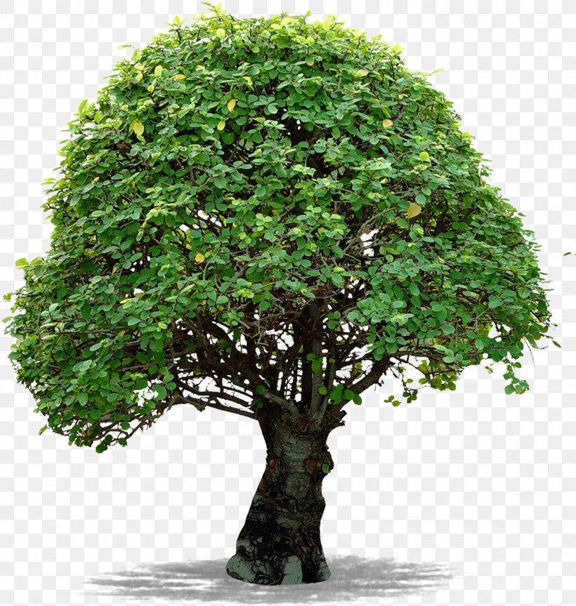 Tree Image File Formats Clip Art, PNG, 1520x1600px, Tree, Bonsai, Evergreen, Flowerpot, Grass Download Free