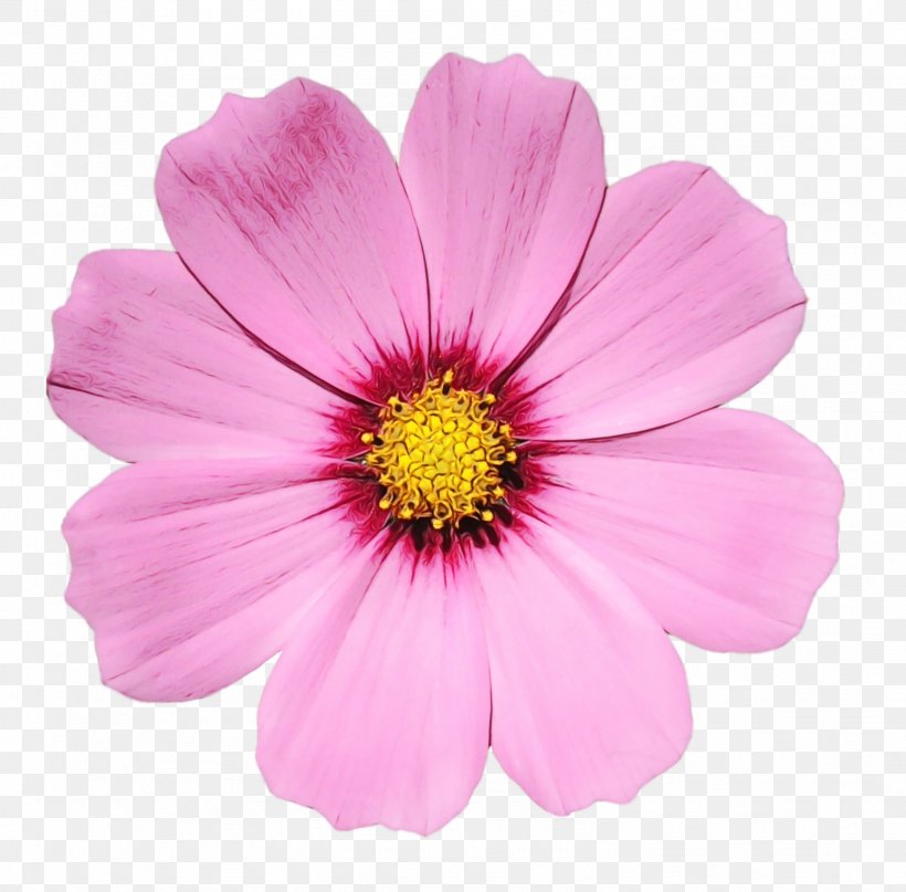Flower Flowering Plant Petal Pink Plant, PNG, 1592x1568px, Watercolor, African Daisy, Cosmos, Daisy Family, Flower Download Free