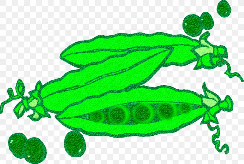 Fruit Pea Flashcard Food Vegetable, PNG, 861x581px, Fruit, Artwork, Education, Flashcard, Food Download Free