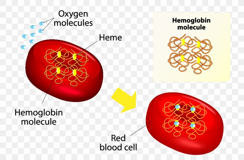 Red Blood Cell Hemoglobin Anatomy, PNG, 1081x712px, Watercolor, Cartoon