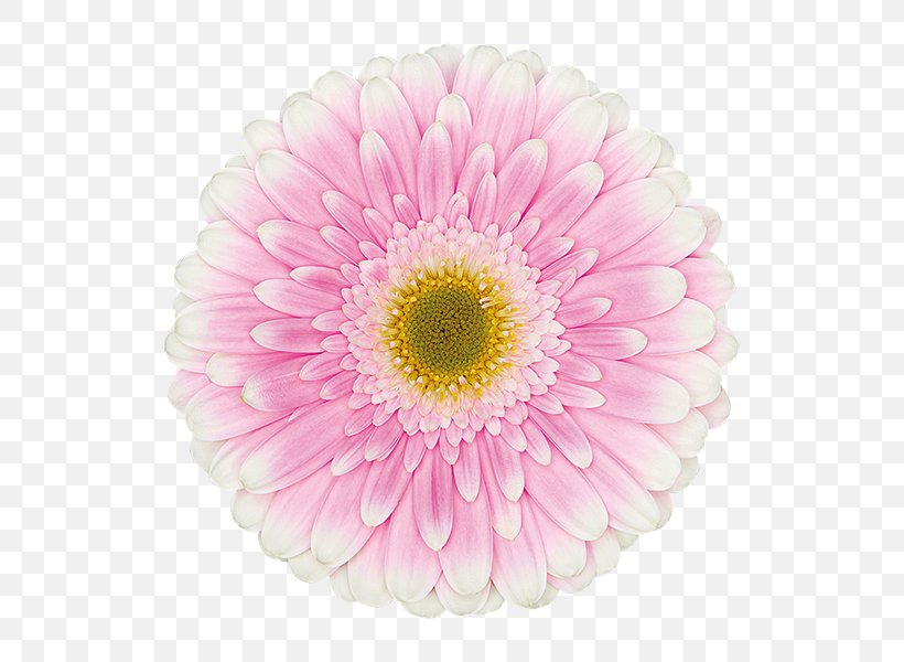 Transvaal Daisy Floristry Cut Flowers Chrysanthemum Gerbera Maxima, PNG, 600x600px, Transvaal Daisy, Aster, Chrysanthemum, Chrysanths, Cut Flowers Download Free