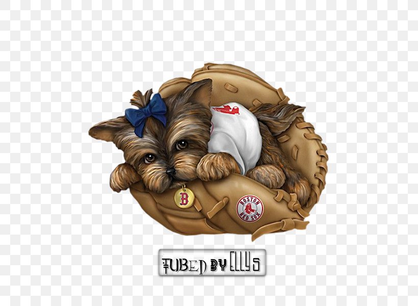 Yorkshire Terrier Boston Red Sox Philadelphia Phillies Puppy New York Yankees, PNG, 600x600px, Yorkshire Terrier, Boston Red Sox, Carnivoran, Dog, Dog Crossbreeds Download Free