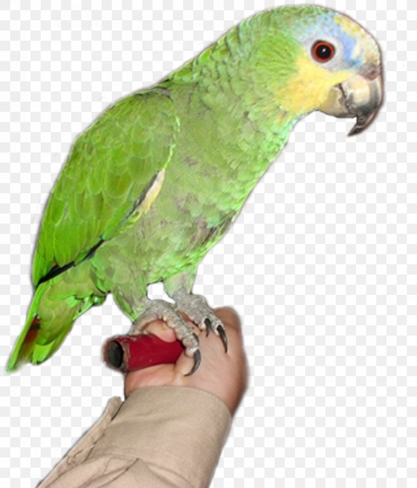 Amazon Parrot Bird, PNG, 958x1122px, Parrot, Amazon Parrot, Animal, Beak, Bird Download Free