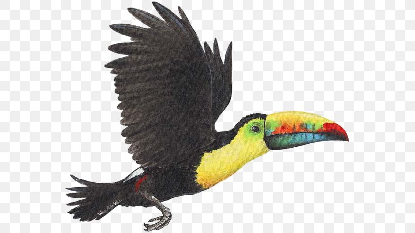 Bird Toco Toucan Wall Decal Sticker, PNG, 562x460px, Bird, Animal, Beak, Decal, Decoratie Download Free