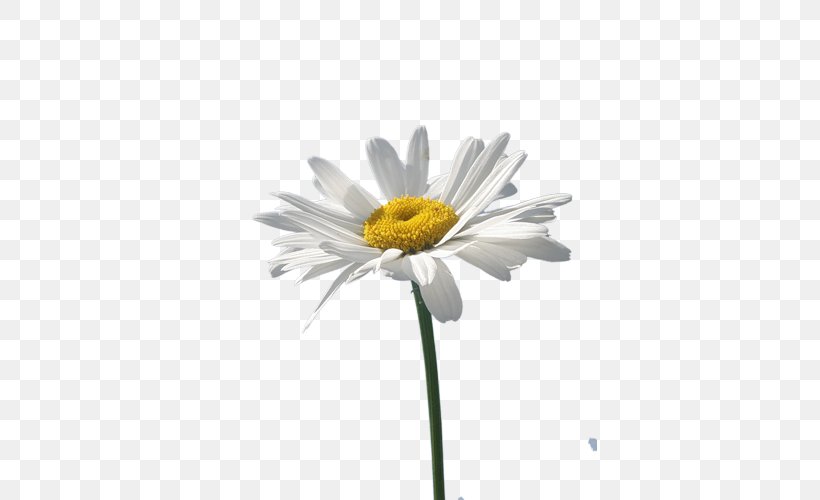 Common Daisy Oxeye Daisy Chamomile Flower, PNG, 375x500px, Common Daisy, Aster, Chamaemelum, Chamaemelum Nobile, Chamomile Download Free