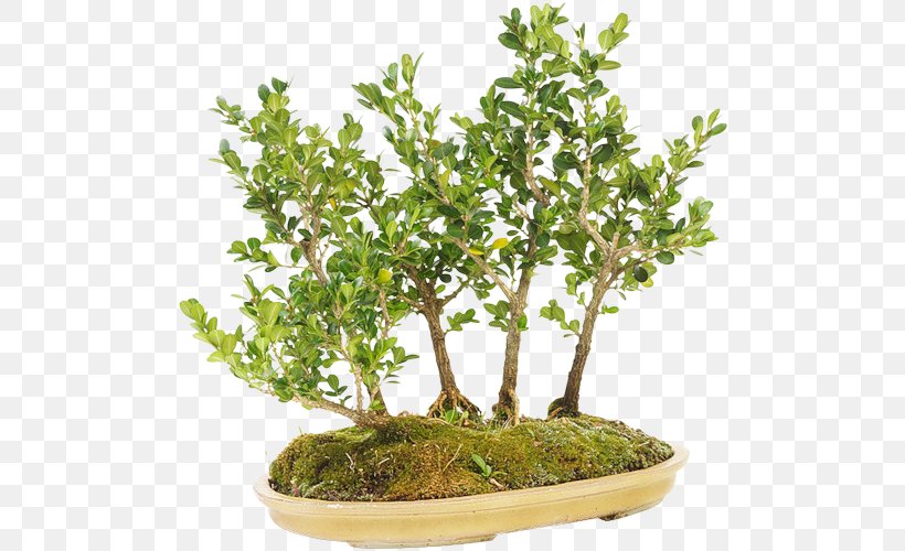 Sageretia Theezans The Complete Book Of Bonsai Tree Flowerpot, PNG, 500x500px, Sageretia Theezans, Bonsai, Box, Complete Book Of Bonsai, Flowerpot Download Free