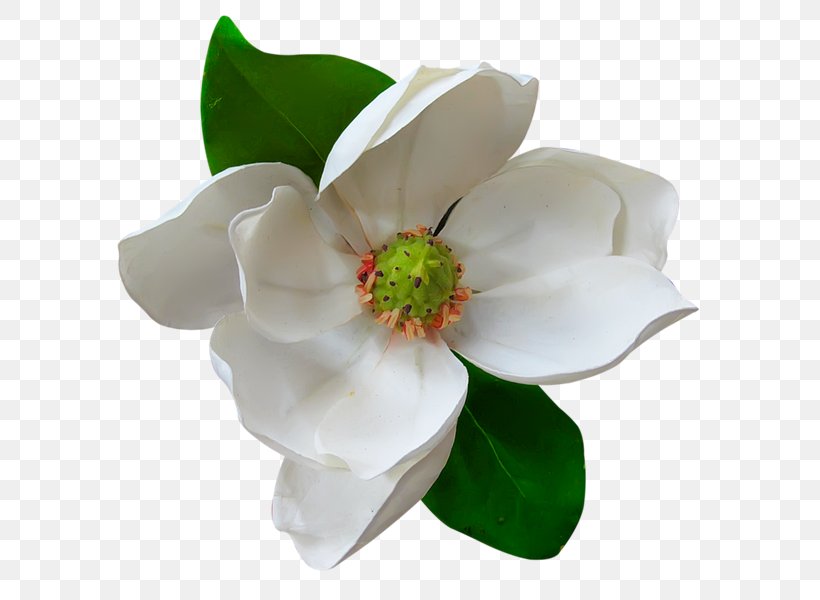 Southern Magnolia Magnolia Family Flower Magnolia Delavayi Clip Art, PNG, 600x600px, Southern Magnolia, Artificial Flower, Cut Flowers, Drawing, Flower Download Free