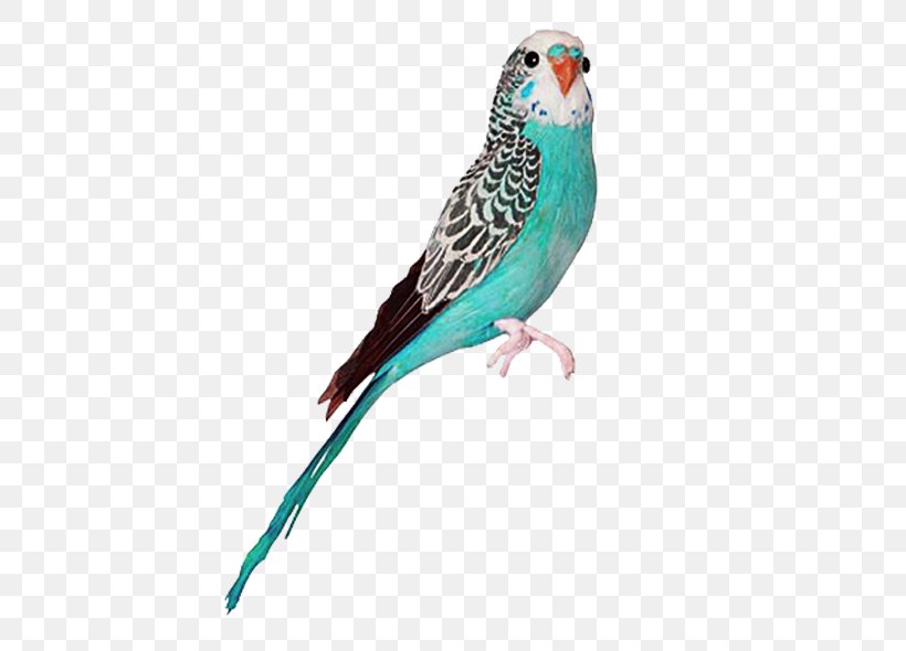 Budgerigar Bird True Parrot Owl Goose, PNG, 600x590px, Budgerigar, Atlantic Canary, Beak, Bird, Blue Download Free