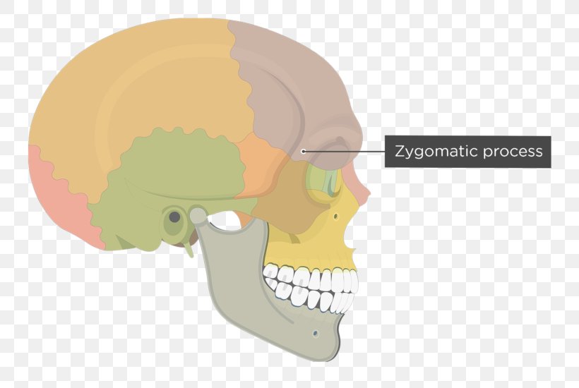 Skull Frontal Bone Human Skeleton Zygomatic Process Zygomatic Bone, PNG, 745x550px, Watercolor, Cartoon, Flower, Frame, Heart Download Free