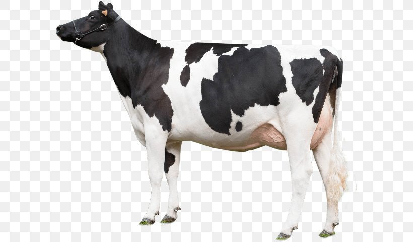 Holstein Friesian Cattle Texas Longhorn Beef Cattle Gyr Cattle, PNG, 599x480px, Holstein Friesian Cattle, Beef Cattle, Bull, Calf, Cattle Download Free