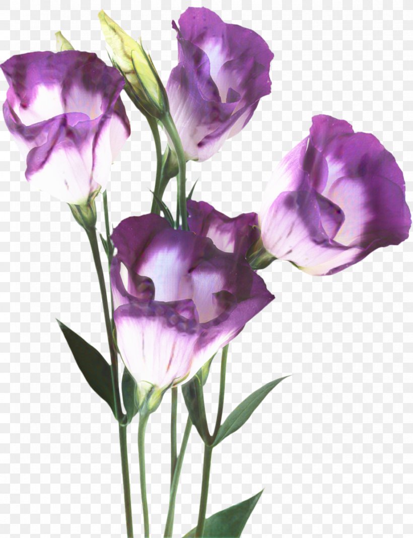 Sweet Pea Flower, PNG, 921x1200px, Refrigerator, Artificial Flower, Bellflower, Bellflower Family, Color Download Free