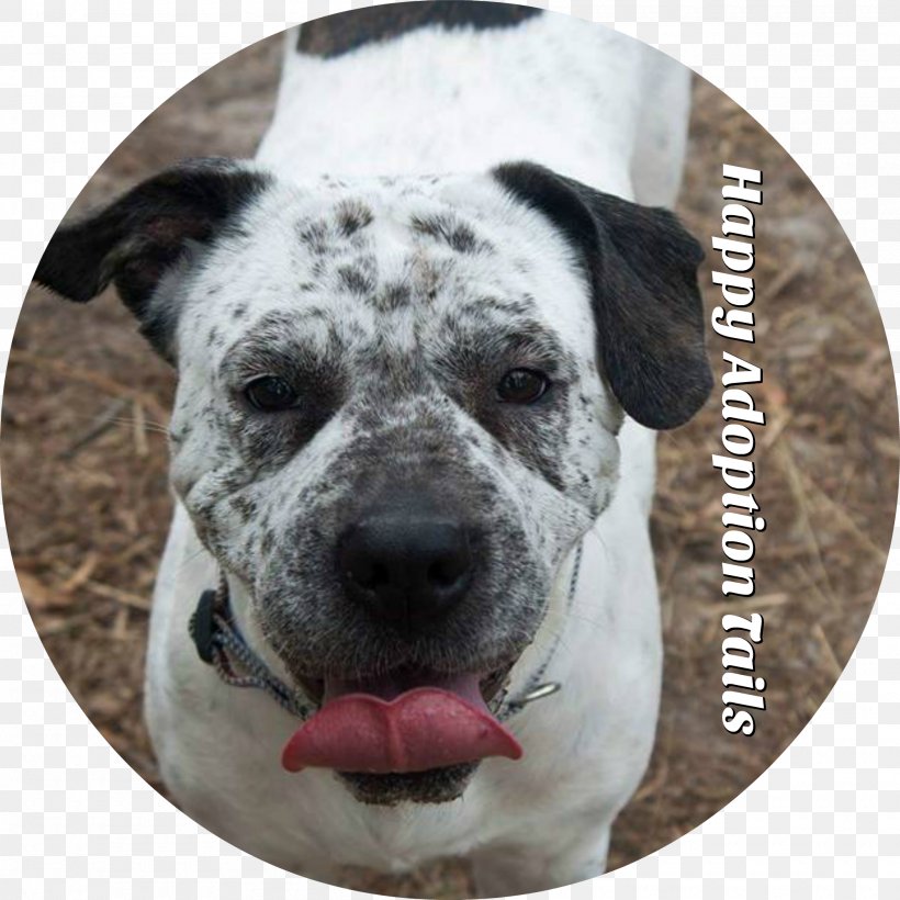 Dog Breed American Bulldog Alapaha Blue Blood Bulldog Snout, PNG, 2000x2000px, Dog Breed, Alapaha Blue Blood Bulldog, American Bulldog, Breed, Bulldog Download Free