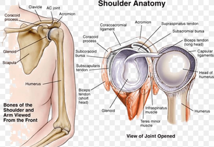 Shoulder Joint Human Anatomy, PNG, 852x586px, Watercolor, Cartoon, Flower, Frame, Heart Download Free