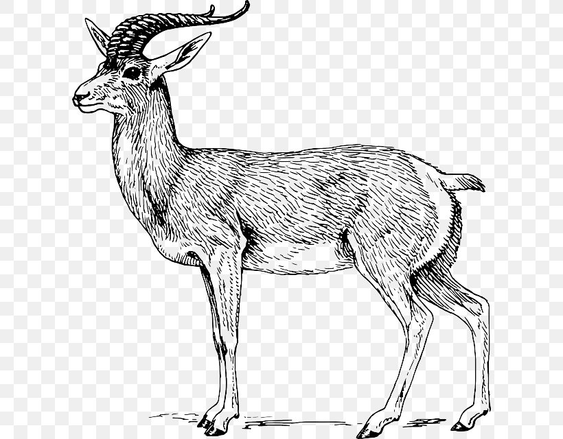 Antelope Pronghorn Drawing Deer Clip Art, PNG, 610x640px, Antelope, Animal Figure, Antler, Black And White, Blackbuck Download Free