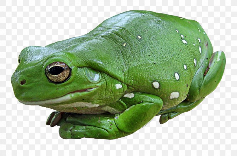 Australian Green Tree Frog Amphibian Edible Frog, PNG, 886x584px, Frog, American Green Tree Frog, Amphibian, Animal, Australasian Treefrogs Download Free