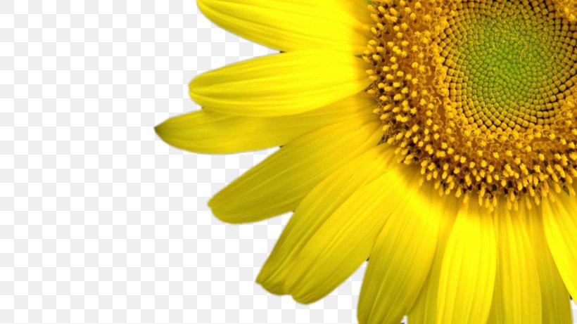 Flower High-definition Television Wallpaper, PNG, 820x461px, Flower, Android, Close Up, Common Sunflower, Daisy Family Download Free