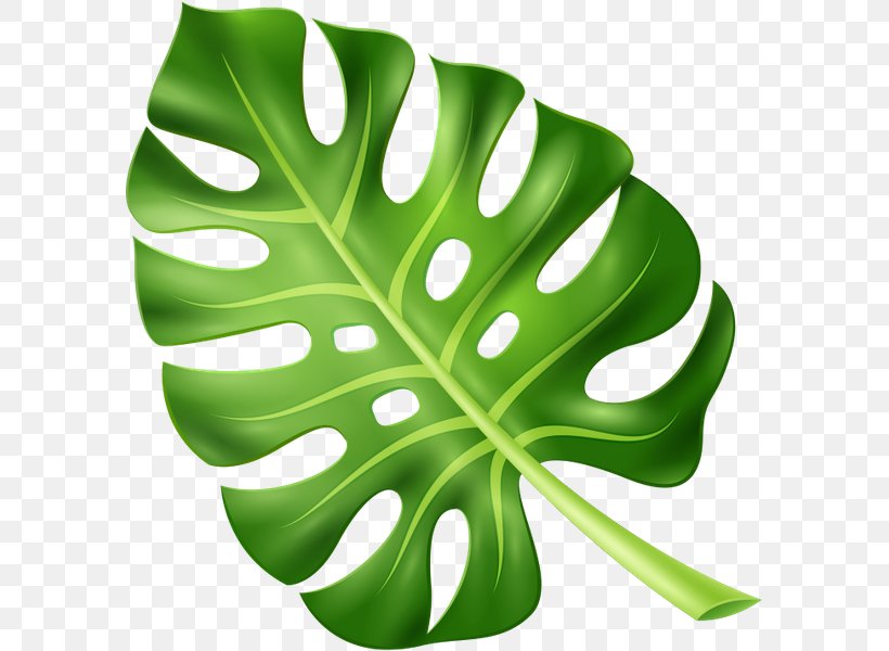 Leaf Plant Leaves, PNG, 589x600px, Leaf, Arecaceae, Creative Market, Green, Plant Download Free