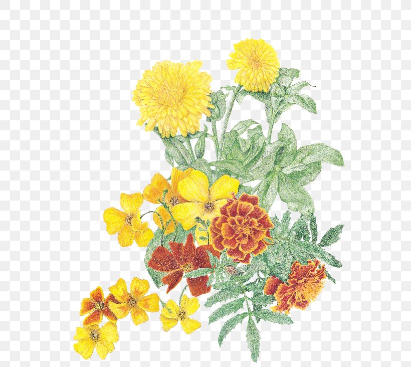 Marigold Herb Cut Flowers Calendula Officinalis Gardening, PNG, 600x732px, Marigold, Annual Plant, Calendula, Calendula Officinalis, Chrysanthemum Download Free