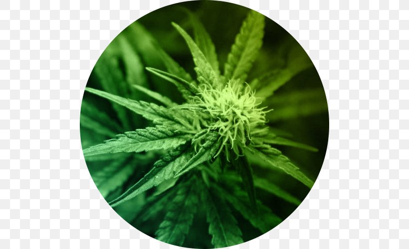 Medical Cannabis Cannabidiol Legality Of Cannabis Cannabis Smoking, PNG, 500x500px, 420 Day, Cannabis, Cannabidiol, Cannabinoid, Cannabis Cultivation Download Free