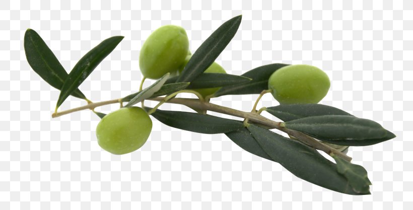 Olive Oil, PNG, 800x417px, Olive, Branch, Data, Food, Fruit Download Free