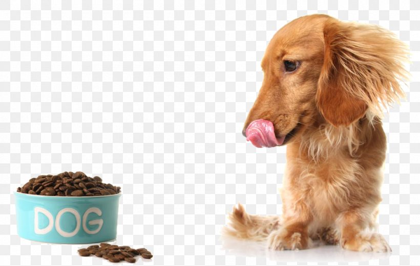 Dachshund Raw Foodism Puppy Diet Raw Feeding, PNG, 1000x636px, Dachshund, Companion Dog, Diet, Dog, Dog Breed Download Free