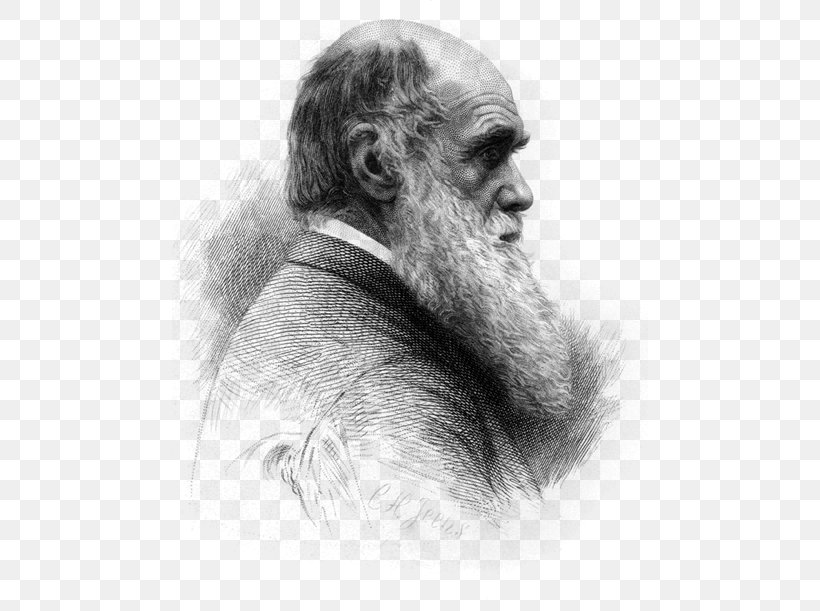 Moustache Cartoon, PNG, 476x611px, On The Origin Of Species, Beard, Biology, Blackandwhite, Charles Darwin Download Free