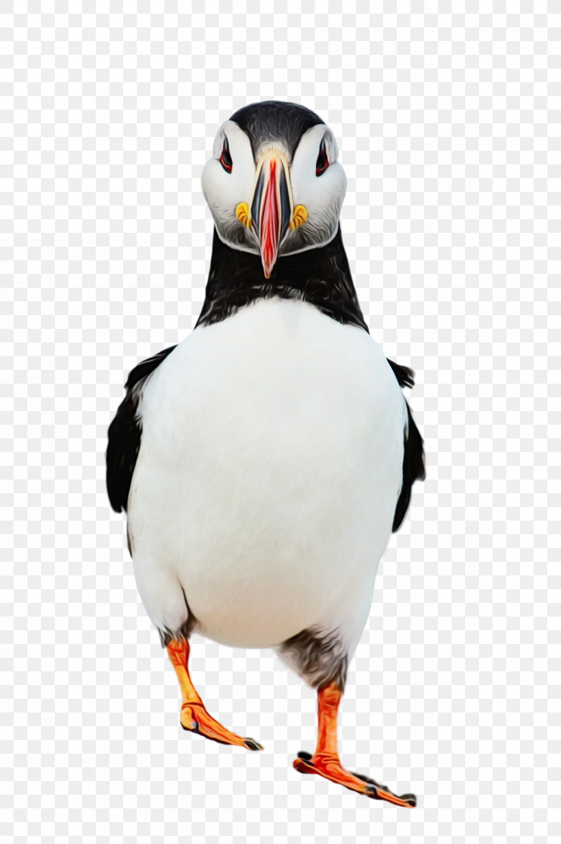 Puffins Shorebirds Penguins Beak Science, PNG, 1200x1803px, Watercolor, Beak, Biology, Birds, Paint Download Free