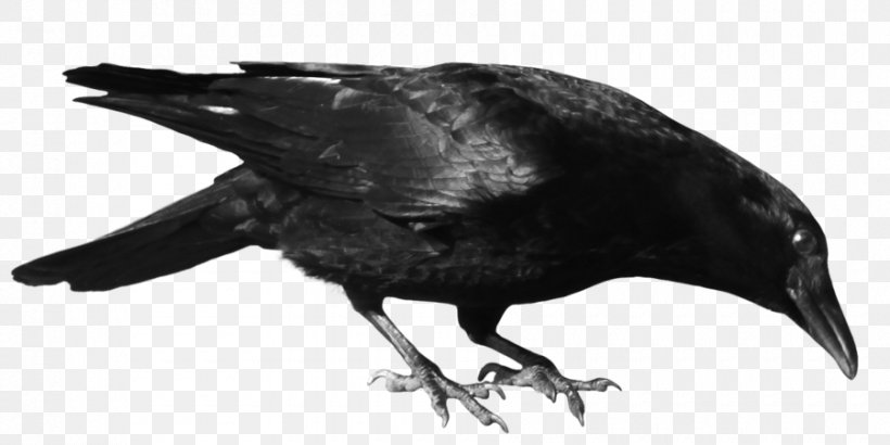 American Crow Common Raven Clip Art, PNG, 900x450px, American Crow, Beak, Bird, Black And White, Common Raven Download Free
