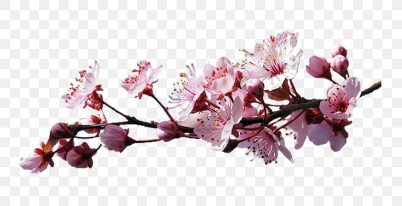 Cerasus Cherry Blossom Clip Art, PNG, 800x420px, Cerasus, Blossom, Branch, Cherry, Cherry Blossom Download Free