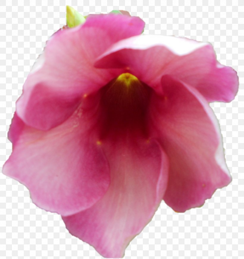 Hibiscus Rose Family Iris Family Moth Orchids Pink M, PNG, 846x897px, Hibiscus, Annual Plant, Family, Flower, Flowering Plant Download Free