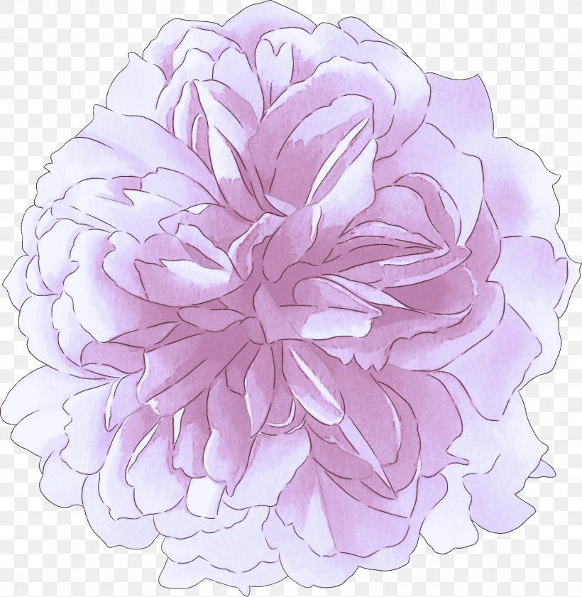 Lavender, PNG, 1749x1794px, Pink, Chinese Peony, Flower, Lavender, Lilac Download Free