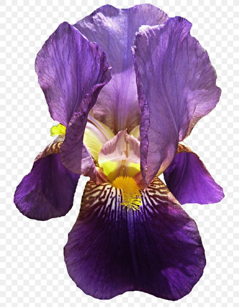 Pansy Violet Petal, PNG, 757x1054px, Pansy, Flower, Flowering Plant, Iris, Iris Family Download Free