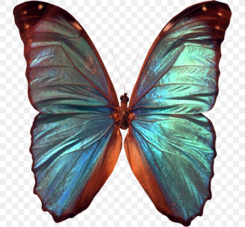 Butterfly Insect Reflection Arthropod Image, PNG, 734x761px, Butterfly, Arthropod, Blue Morpho, Brush Footed Butterfly, Color Download Free
