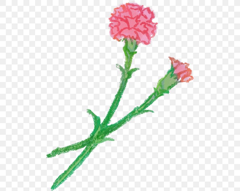 Carnation Cut Flowers Petal, PNG, 505x652px, Carnation, Book Illustration, Cut Flowers, Dianthus, Flower Download Free