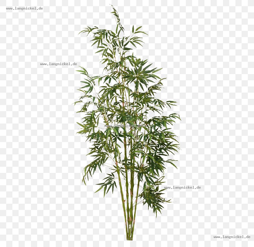 Tree Tropical Woody Bamboos Plant Shrub, PNG, 800x800px, Tree, Aloe Vera, Avenue, Bamboo, Barganha Download Free