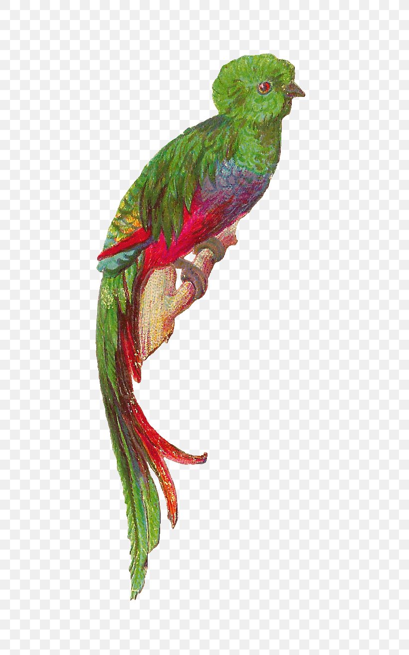 Bird Resplendent Quetzal Feather Clip Art, PNG, 685x1311px, Bird, Beak, Bird Flight, Blog, Common Pet Parakeet Download Free