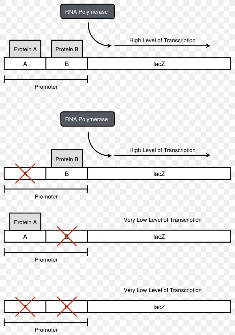 Document Line Angle, PNG, 1200x1715px, Document, Area, Diagram, Material, Paper Download Free