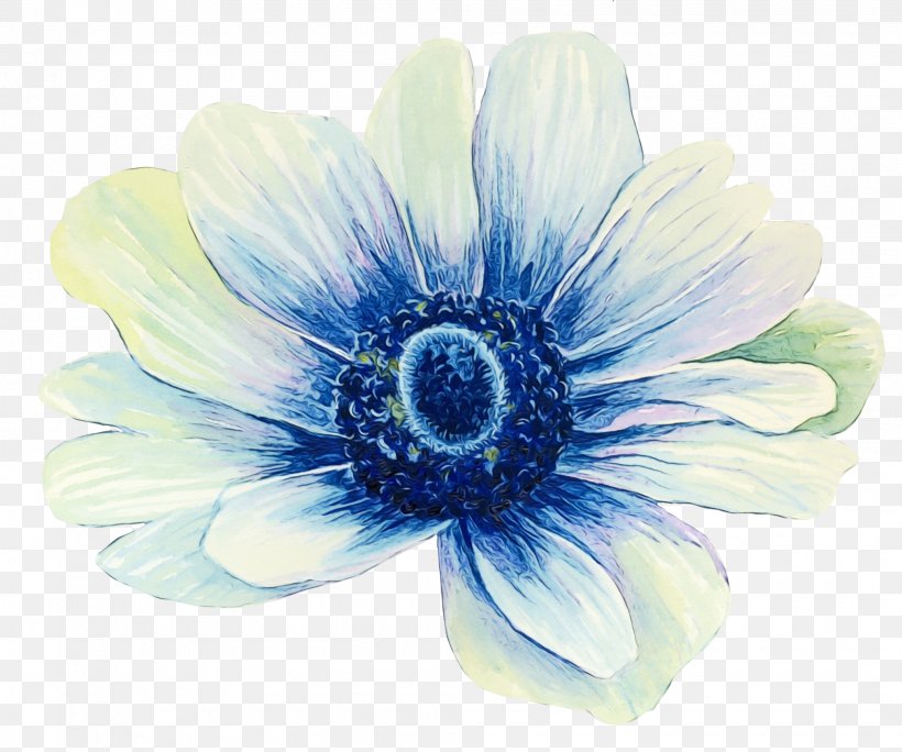 Watercolor Flower Background, PNG, 2030x1695px, Anemone, Blue, Common Daisy, Daisy Family, Family Download Free