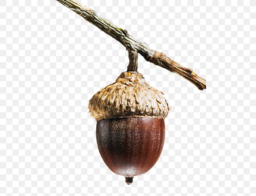 Spirited Commitment: The Samuel And Saidye Bronfman Family Foundation Quercus Faginea Acorn Tree, PNG, 500x629px, Acorn, Ingredient, Nut, Nuts Seeds, Oak Download Free