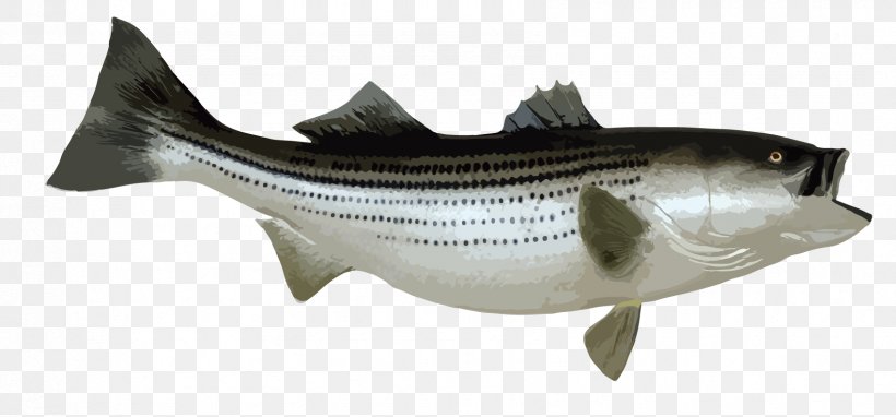 Striped Bass Fishing Bony Fishes, PNG, 1698x792px, Striped Bass, Animal Figure, Barramundi, Bass, Bass Fishing Download Free