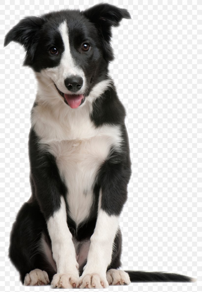 Border Collie Puppy Pet Sitting Cat Horse, PNG, 1647x2380px, Border Collie, Animal Rescue Group, Animal Shelter, Cat, Companion Dog Download Free