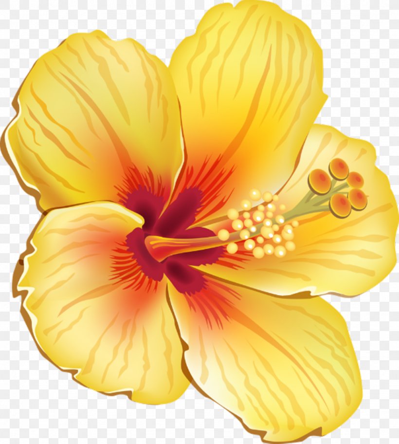 Clip Art Flower Image Yellow, PNG, 1024x1139px, Flower, Chinese Hibiscus, Drawing, Floral Design, Flowering Plant Download Free