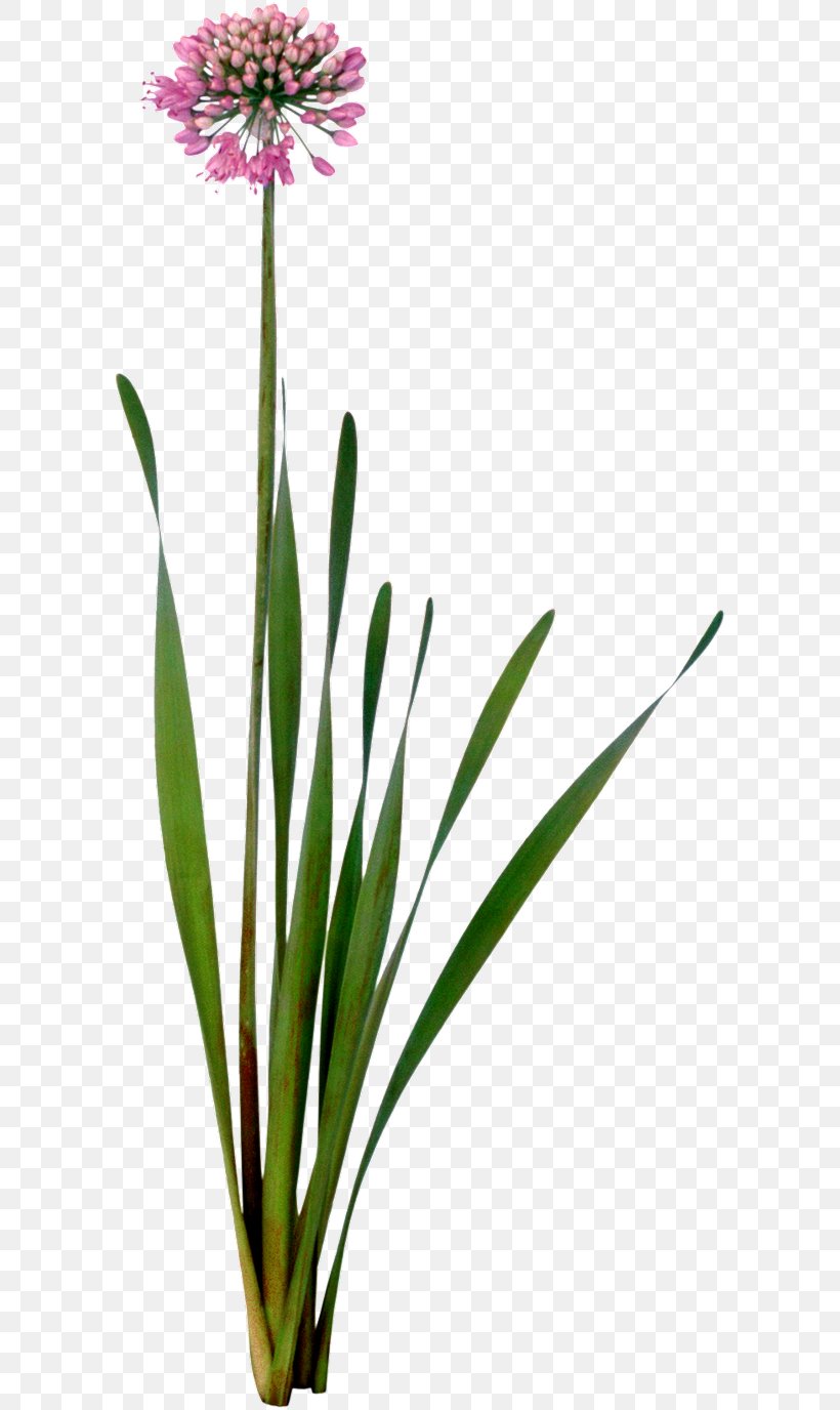 Cut Flowers Garlic Chives Plant, PNG, 600x1376px, Flower, Chives, Cut Flowers, Family, Flora Download Free