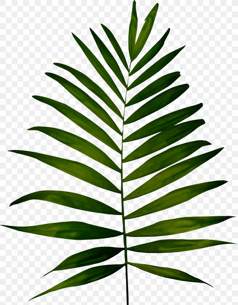 Fern Plant Leaf Clip Art, PNG, 1874x2400px, Fern, Arecaceae, Arecales, Black And White, Drawing Download Free